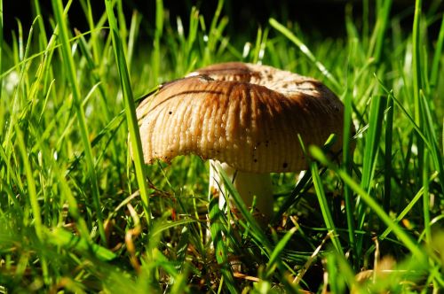 mushroom rush garden