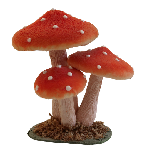 mushroom  fly agaric  forest