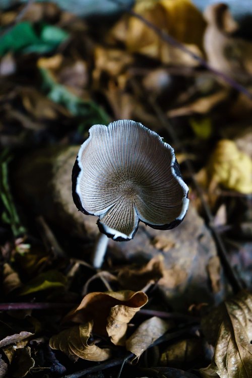 mushroom  wild  nature