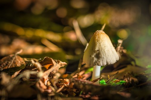mushroom  forest  macro