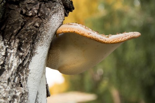 mushroom  lenin  tree
