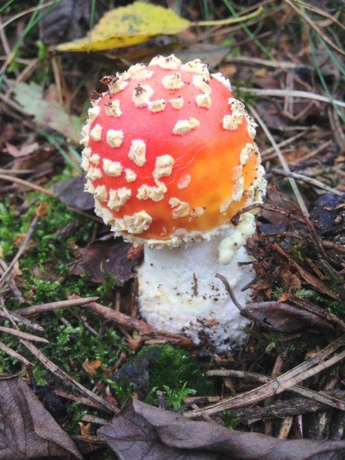 mushroom autumn nature