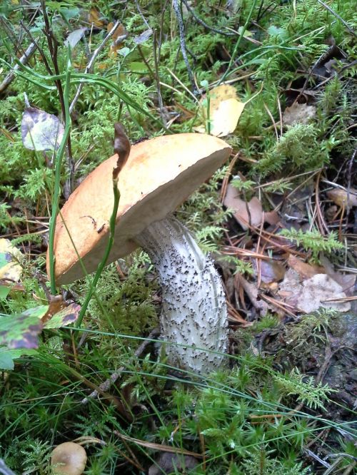 mushroom forest girolle