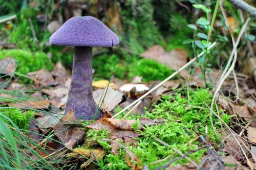 mushroom dunkelvioletter schleierling schleierling