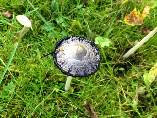 mushroom black white