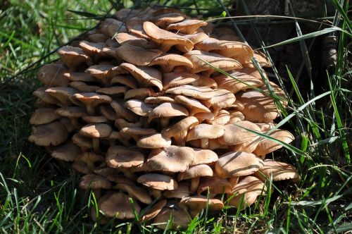 mushroom green fungi