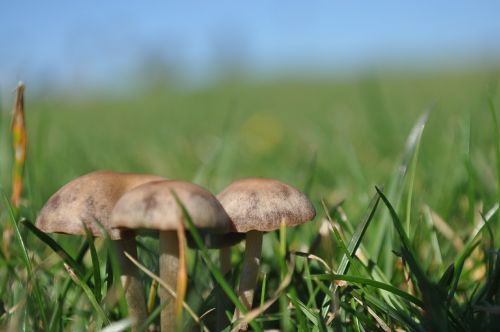 mushroom nature natural