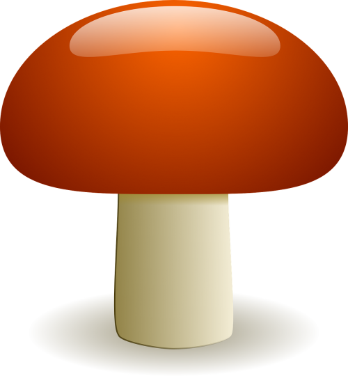 mushroom fungus edible