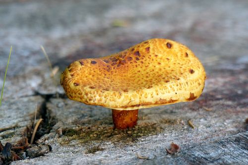 mushroom fungus nature