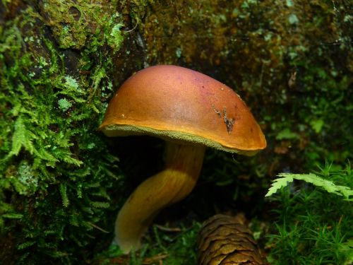 mushroom brown mushroom tube forest