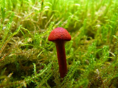 mushroom brown moss