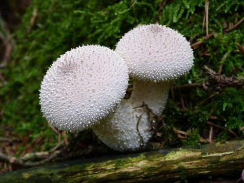 mushroom bovist mushroom dust
