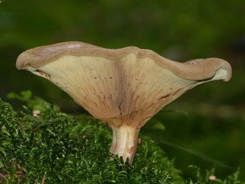 mushroom brown autumn