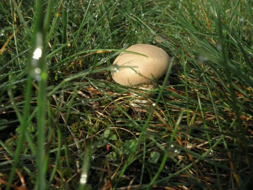 mushroom meadow autumn