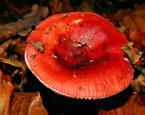 mushroom fly agaric forest