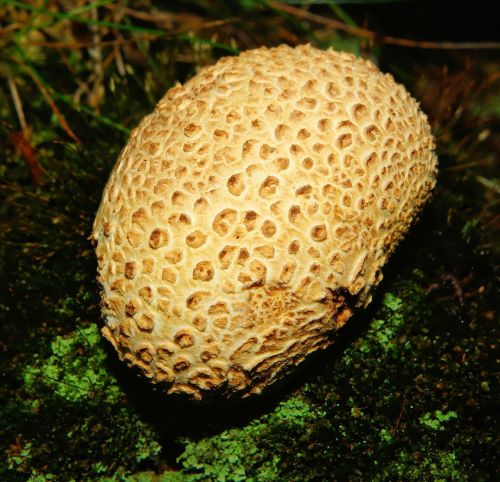 mushroom bovist forest