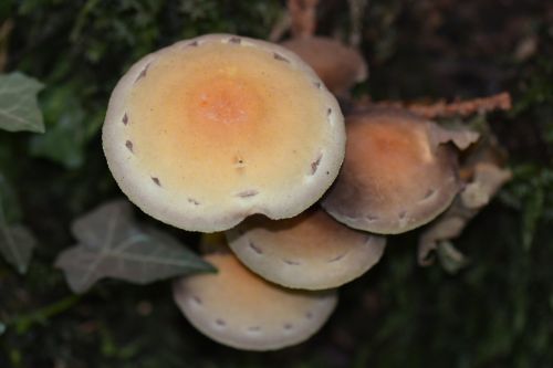 mushroom nature autumn