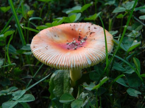mushroom orange grass