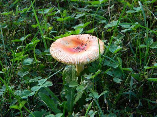 mushroom color orange