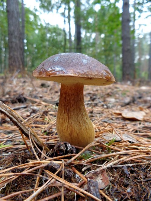 mushroom forest autumn