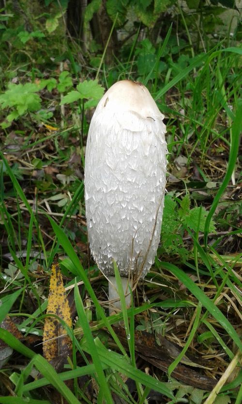 mushroom autumn agaric