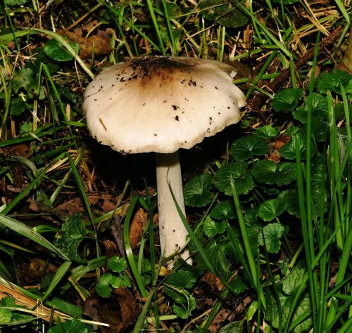 mushroom ground meadow