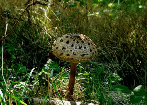 mushroom autumn brown mushroom
