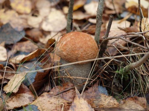 mushroom autumn forest