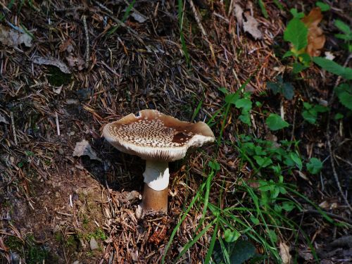 mushroom brown mushroom autumn