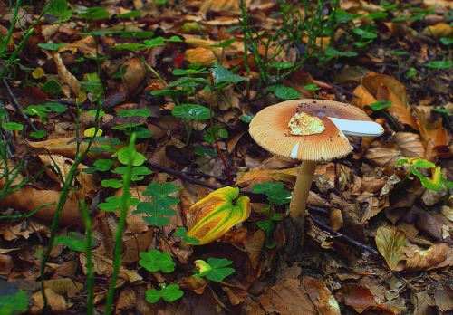 mushroom forest dry leaves