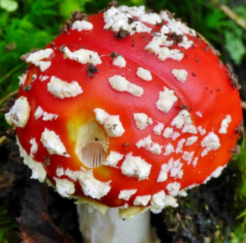 mushroom red white dots