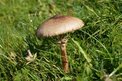 mushroom schirmling meadow