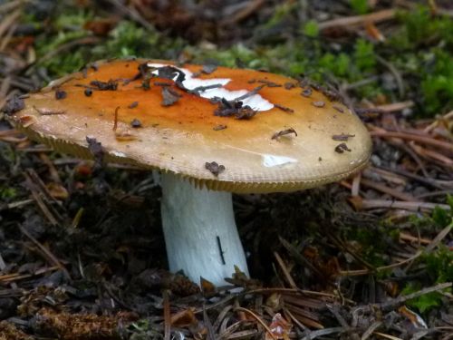 mushroom fungus fungii