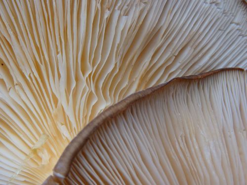 mushroom lamellar brown