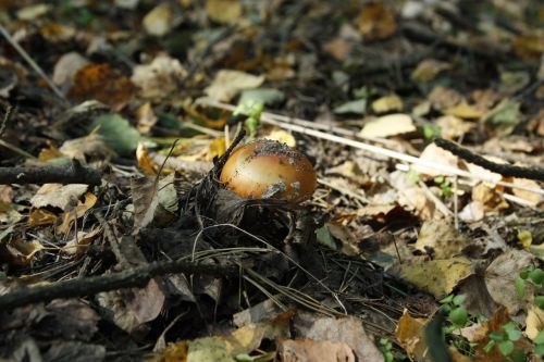 mushroom mushrooms forest