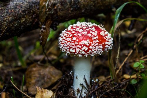 mushroom fly agaric toxic