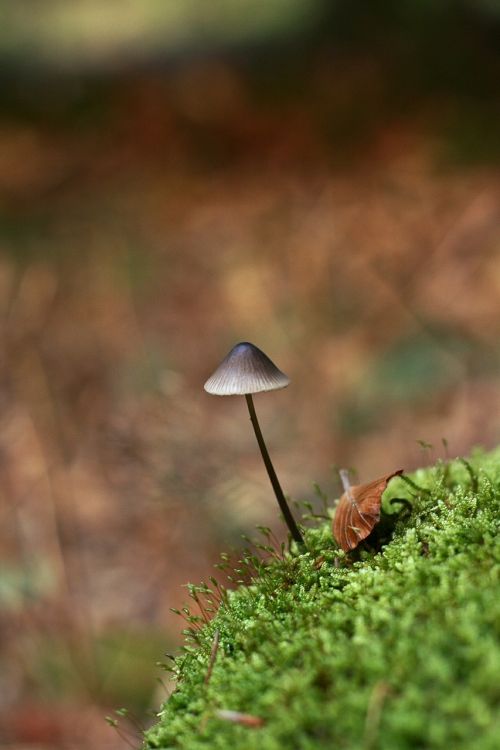 mushroom small alone