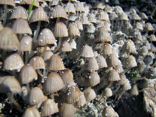 mushroom plant autumn