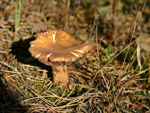 mushroom disc fungus screen fungus