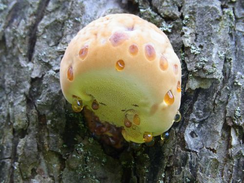 mushroom tree fungus tree