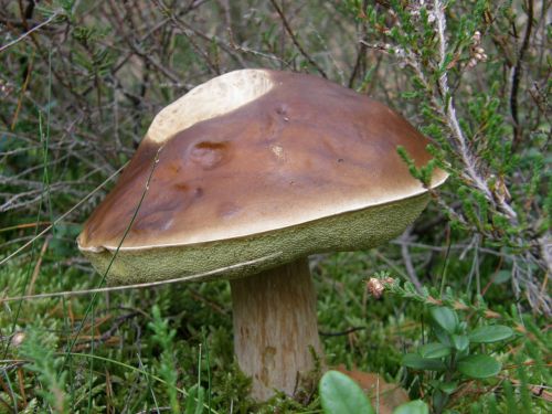 mushroom forest moss