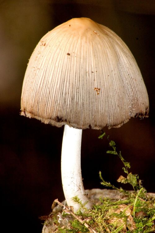 mushroom forest moss