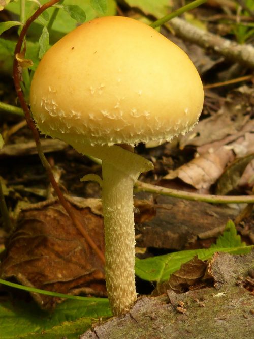 mushroom plant forest