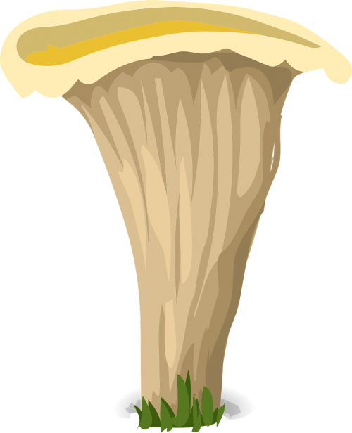 mushroom fungus white