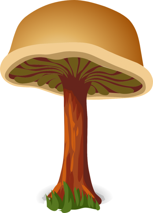 mushroom brown harmless