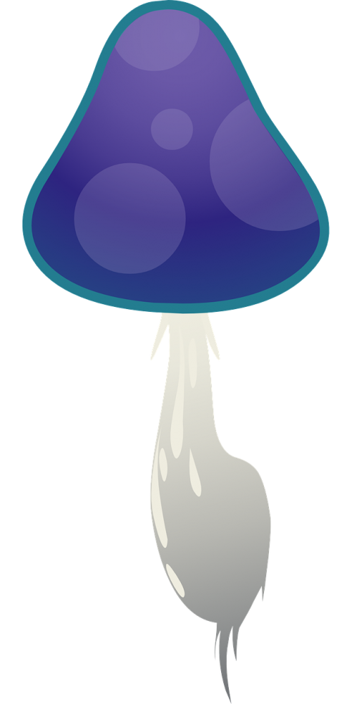 mushroom cap fungi