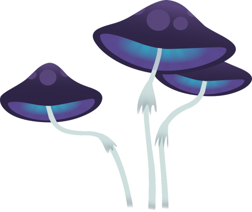 mushroom cap fungi