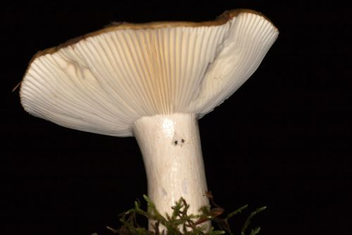 mushroom macro mushroom plates