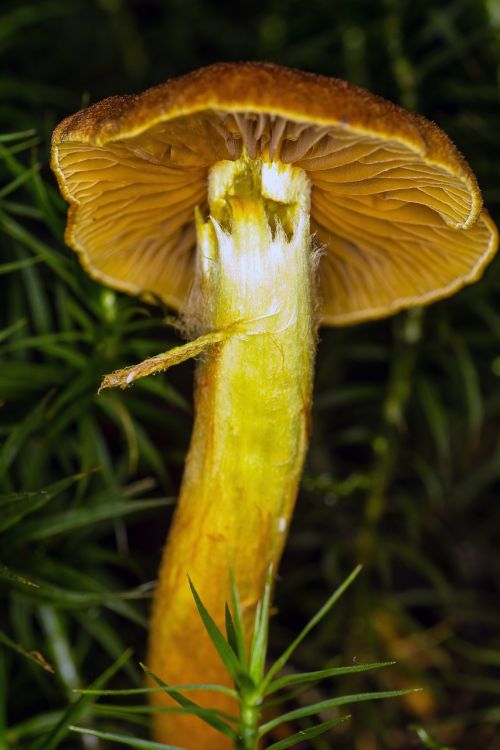 mushroom macro moss