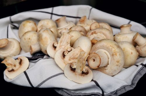 mushroom mushrooms frisch